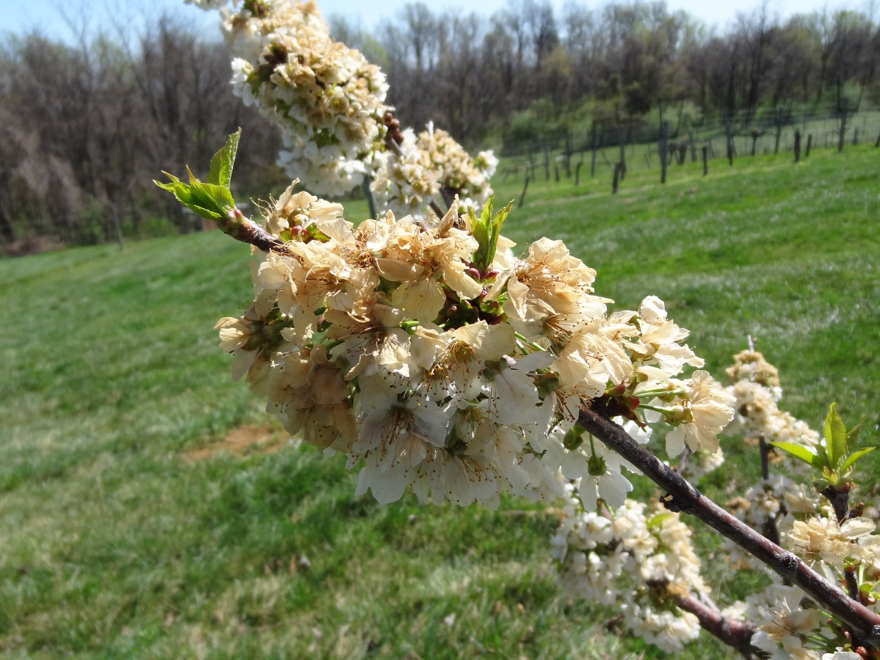 15 napon belül kérhetik a kárenyhítést a gazdák