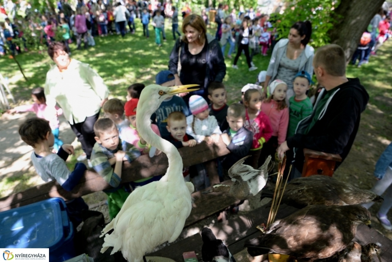 Fülemülét és pintyet is simogathattak!