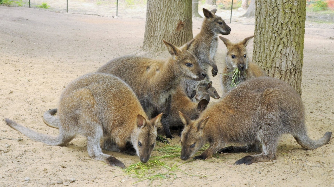Zsebibabák minden mennyiségben!
