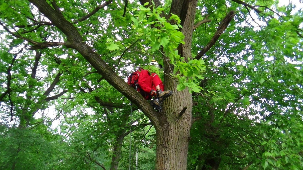 Felszállott a páva, mentő mászott utána