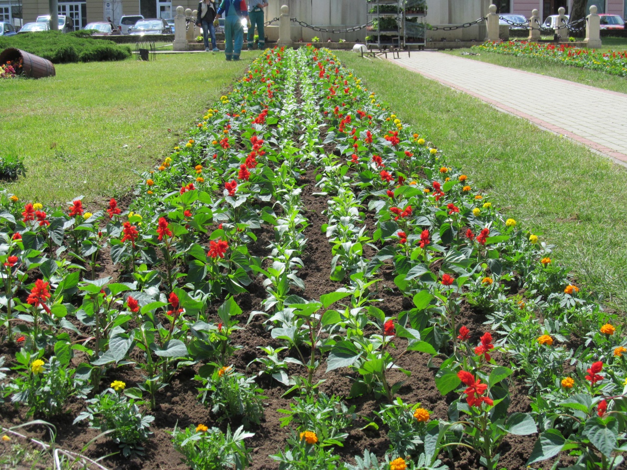 Nyári virágosítás