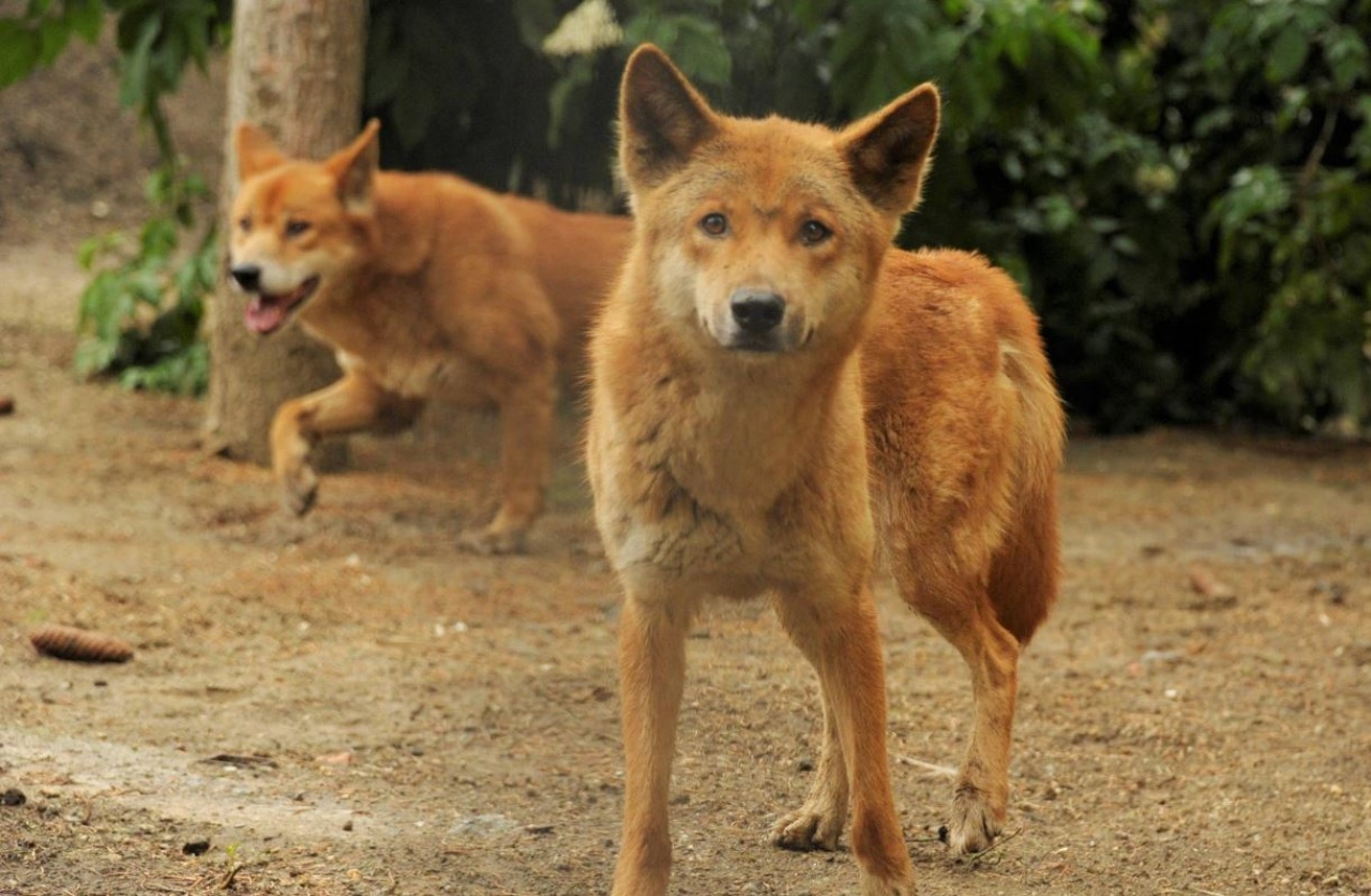 Meglepetés az állatparktól