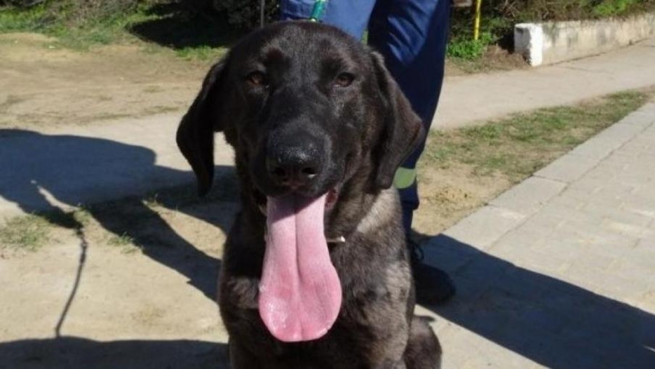 A kutyaügy örök téma