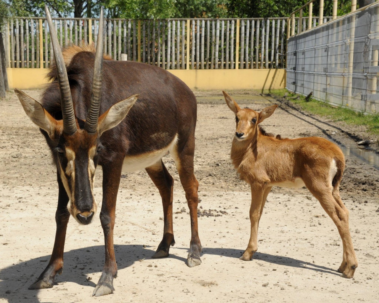 Fekete lóantilop született a Nyíregyházi Állatparkban
