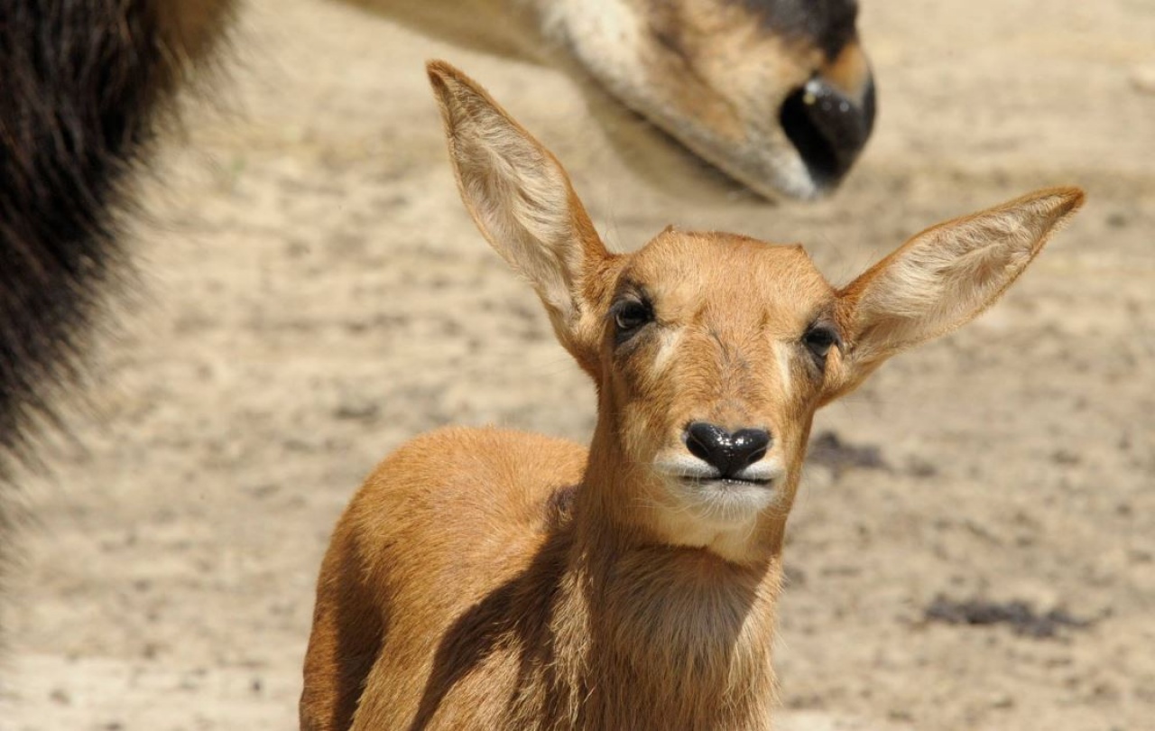 Már dudorodik a szarva