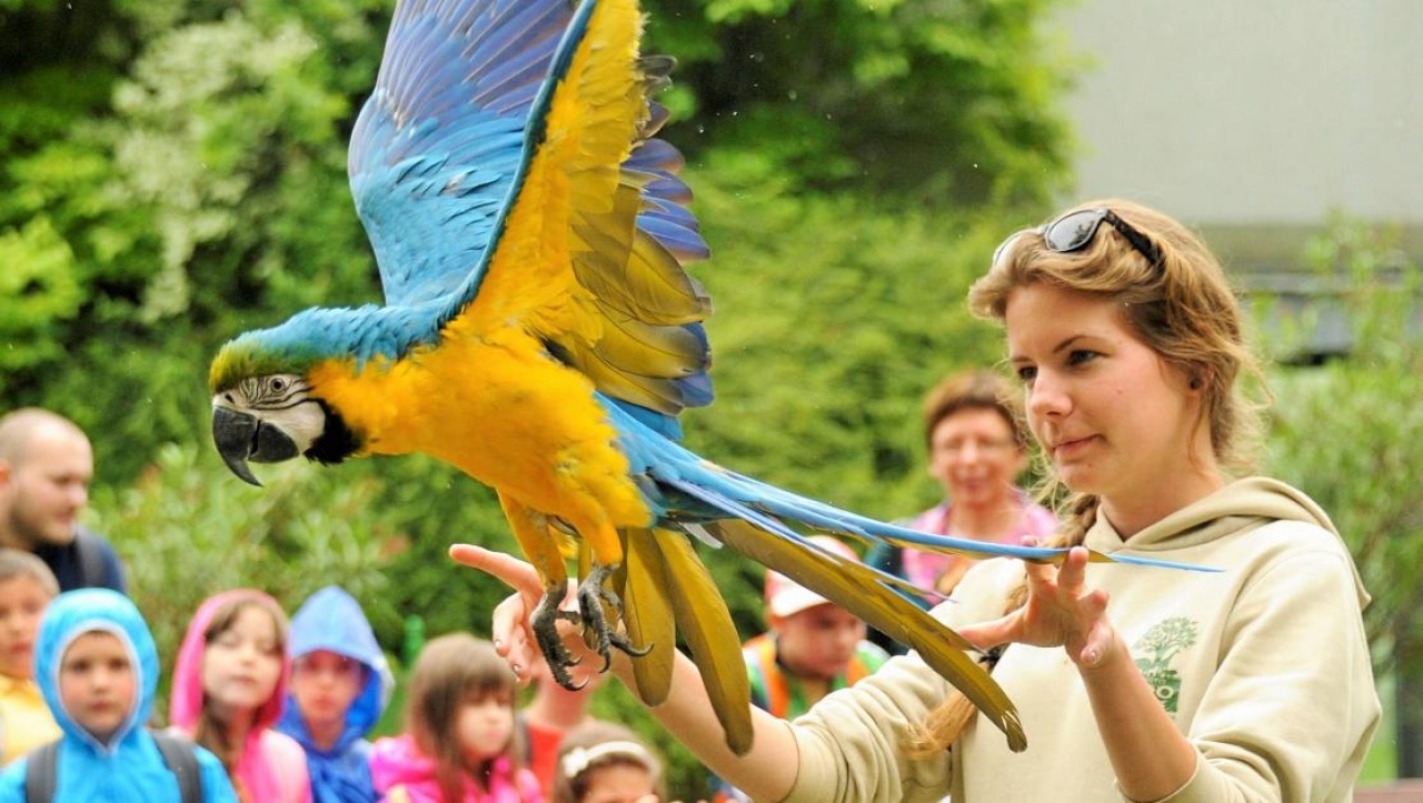 Főszerepben: a papagáj