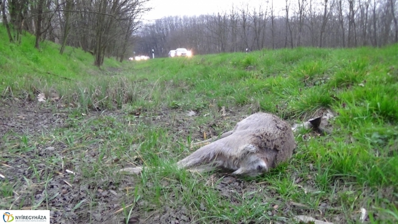 Tanácsok a vadbalesetek megelőzésére