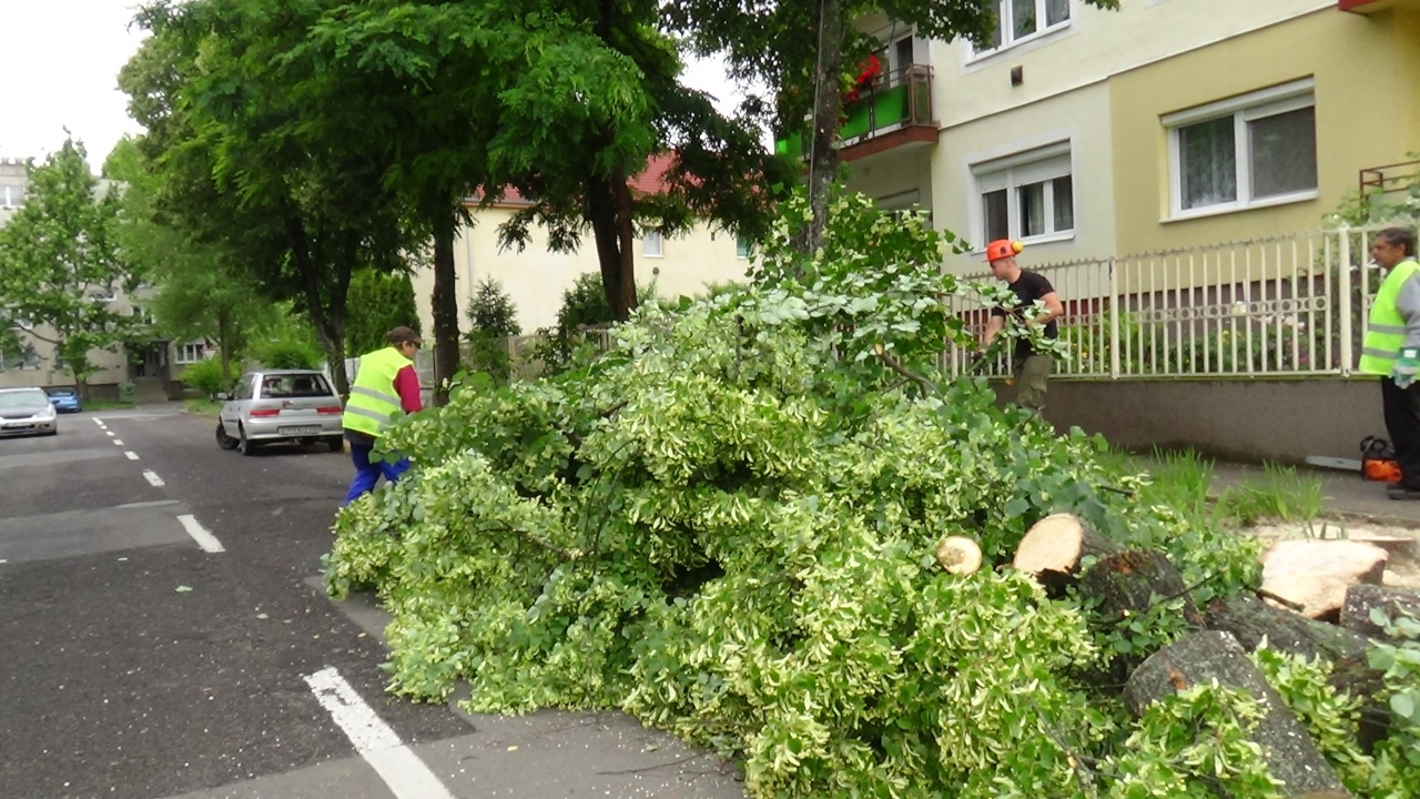 Balesetveszélyes ágakat vágnak le