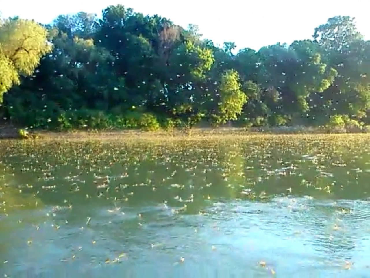 Csoda a folyón: Tiszavirágzás