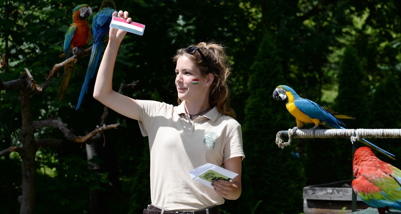 EB jóslás papagáj módra