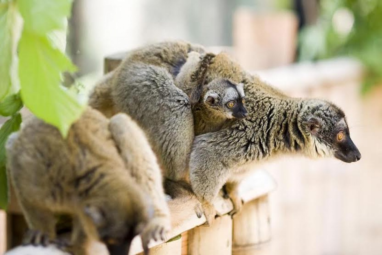 Megújult makierdő a jubileumra