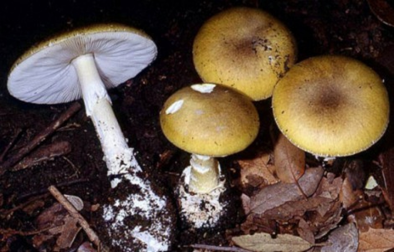 Gyilkosgalóca-veszély!