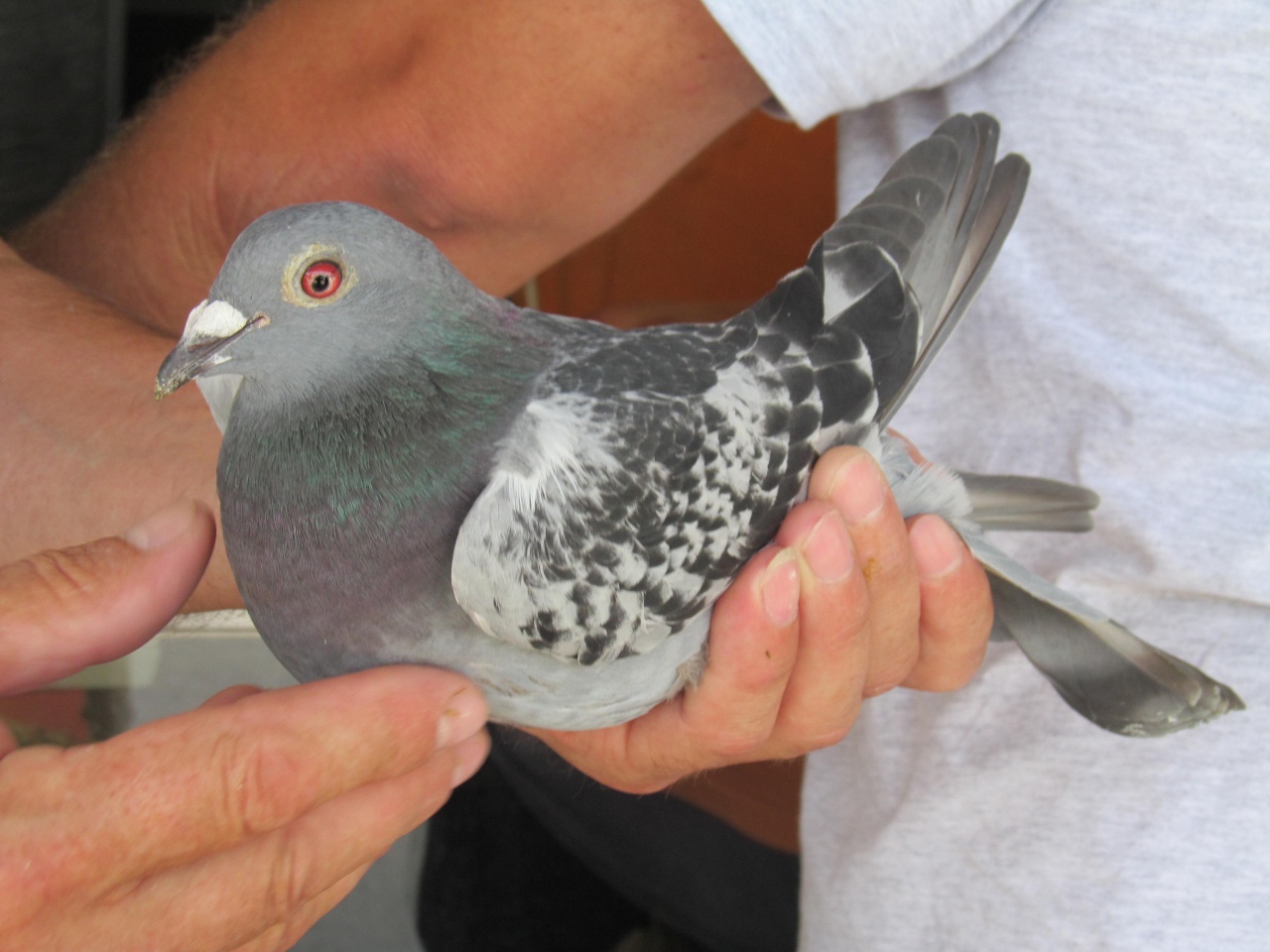 800 galamb a Fokos utcai piacon