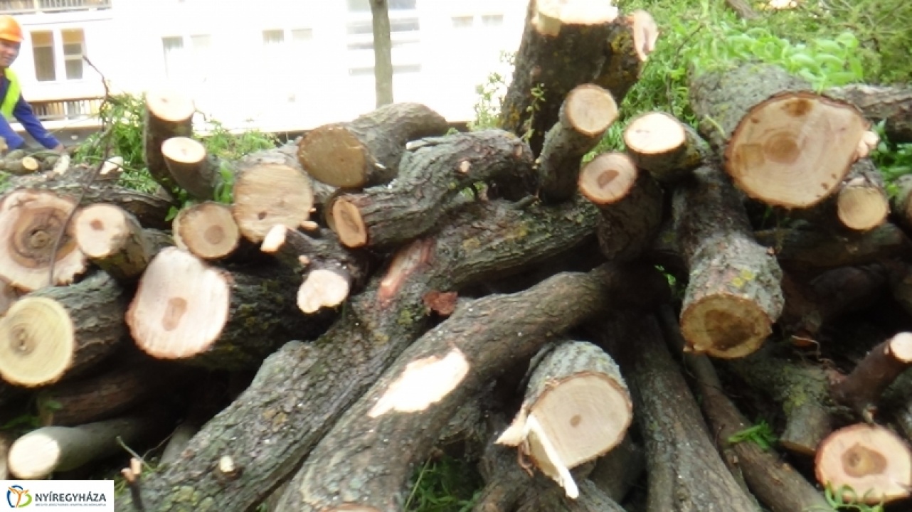 Favágás a Derű utcán