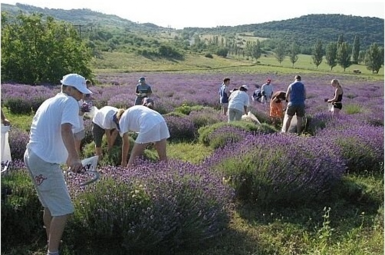 Megnyitották a tihanyi Levendulafesztivált