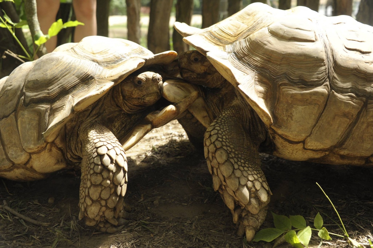 Kemény harc kezdődött a teknősöknél
