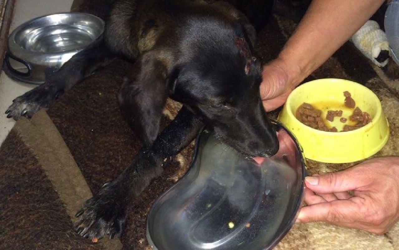 A felépülés útján