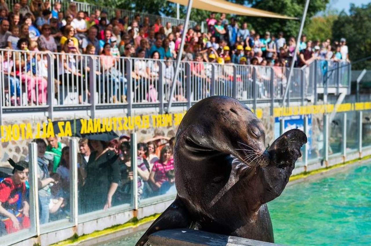 Fókák munkaidőben