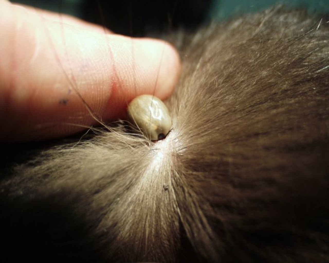 Előzzük meg a kullancscsípést!