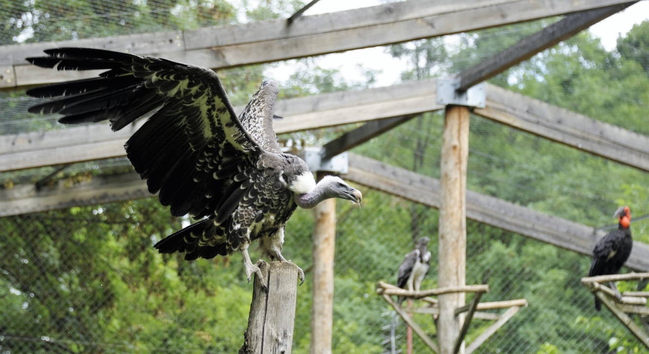 Már látható az idén született karvalykeselyű fióka