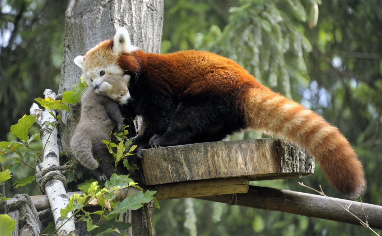 Kispanda-ikrek születtek Nyíregyházán!