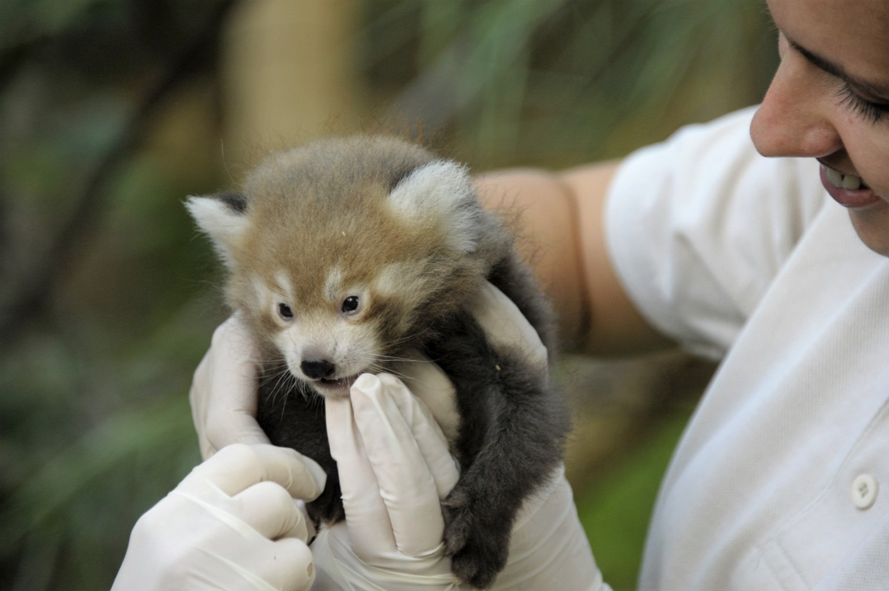 Bemutatták a kispanda-ikreket