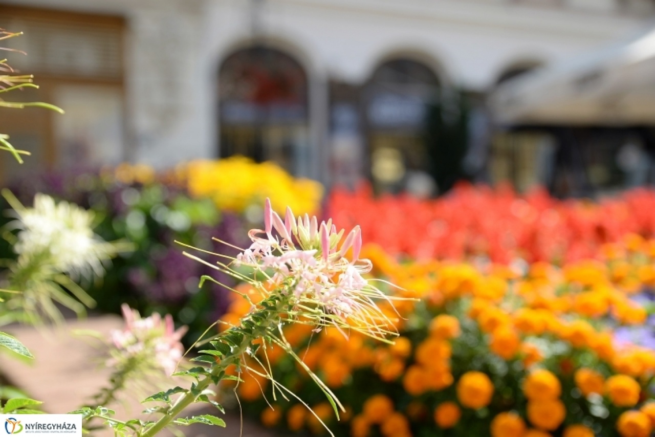 Virágos nyíregyházi belváros