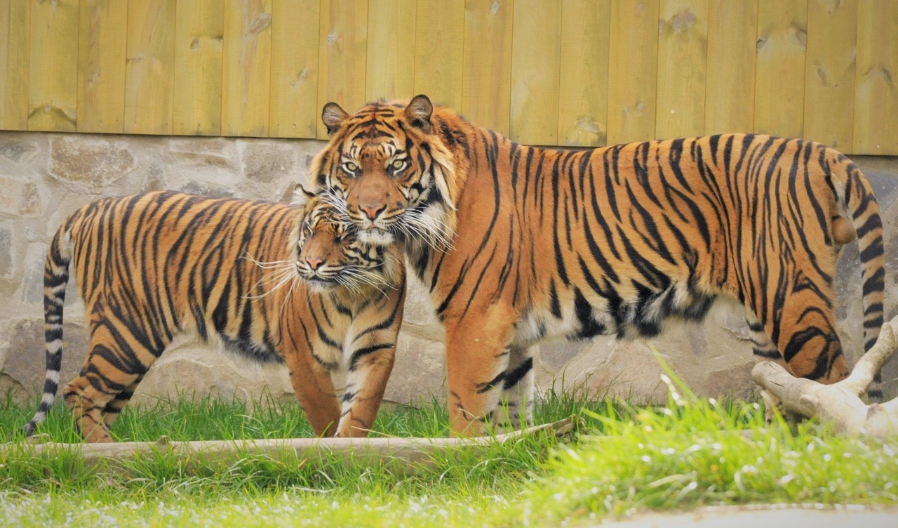 A tigrisek világnapja