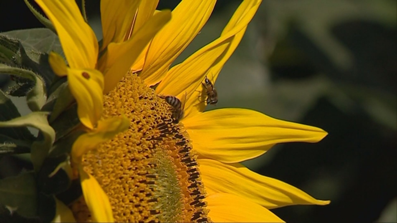 Közepes méztermés várható