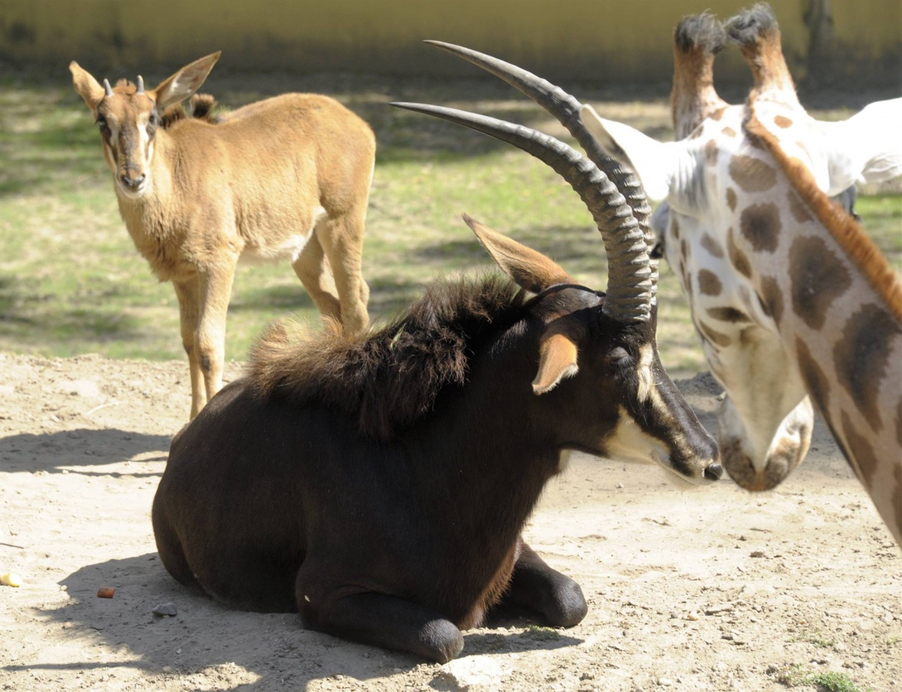 Kis patások a kifutóban
