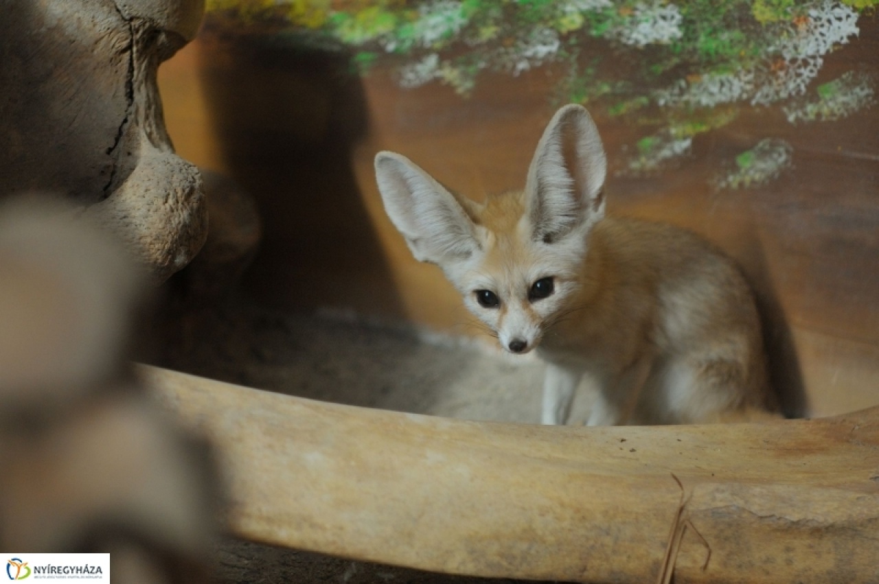Nyíregyházán a kis herceg barátai
