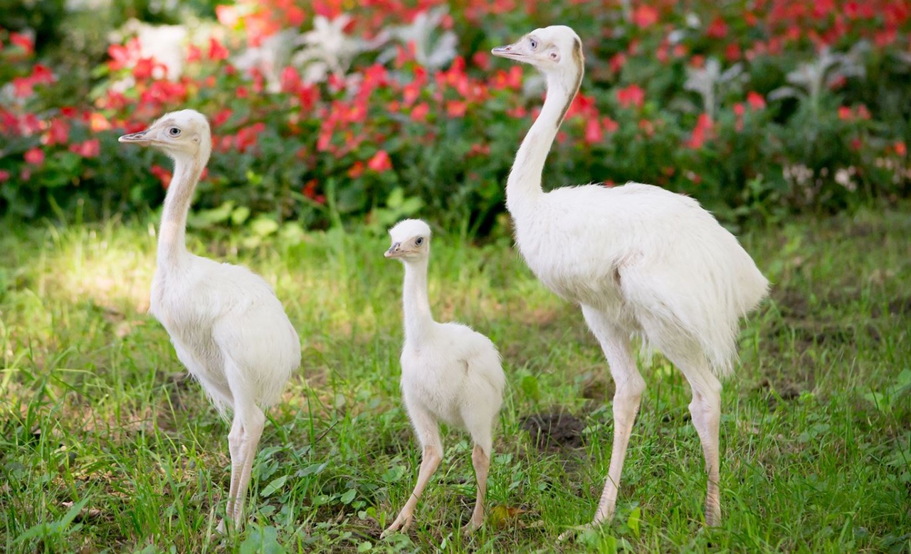 Fehér nandu fiókák keltek ki a Nyíregyházi Állatparkban