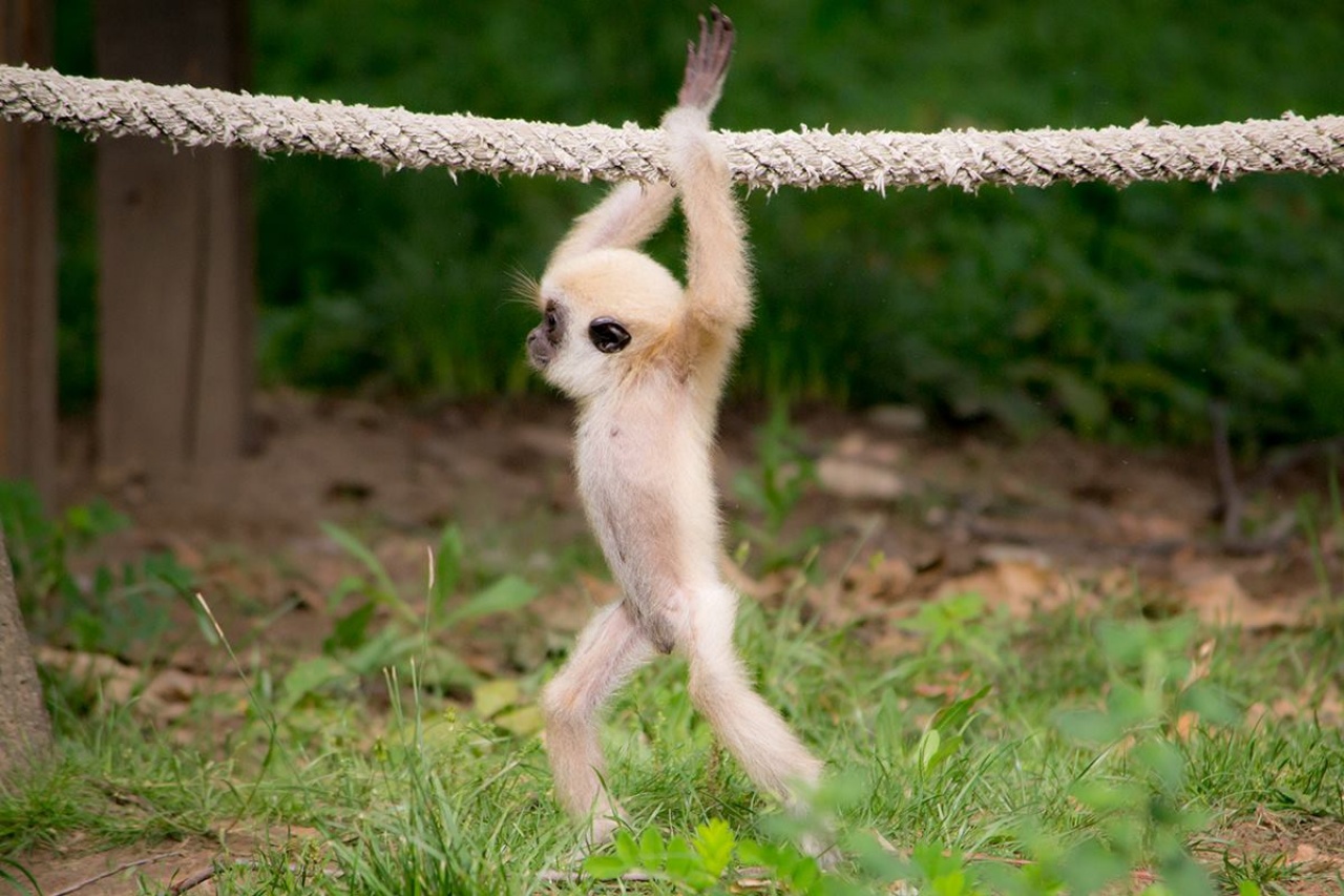 Csimpaszkodni tanul a kis gibbon