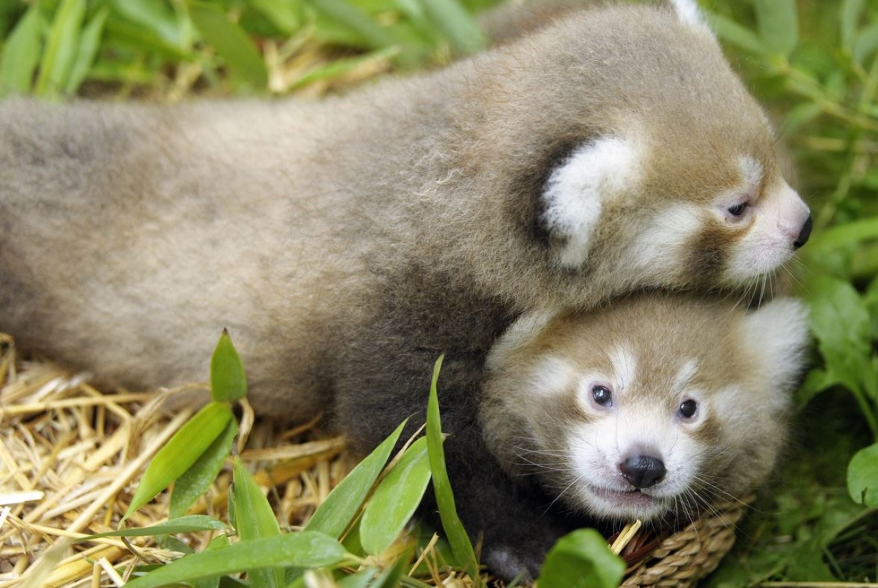 Nevet kaptak a kispanda-ikrek