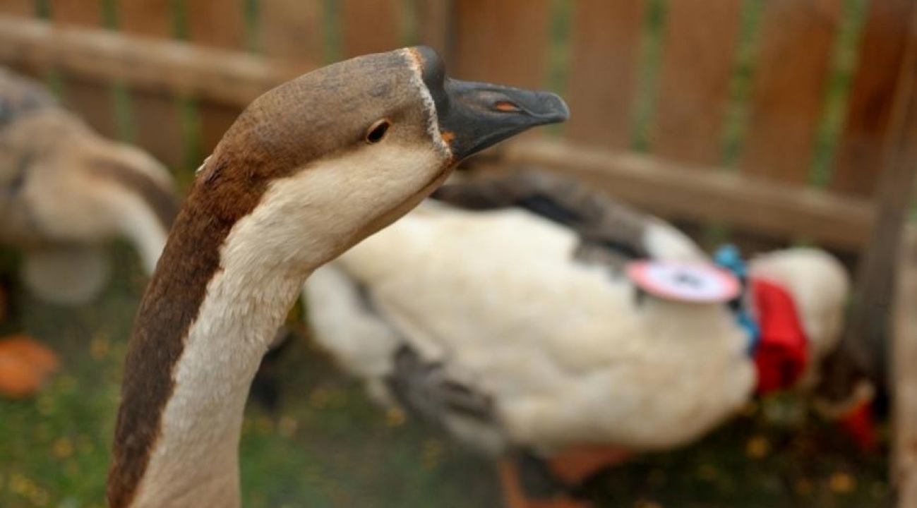 …aki Márton napon libát nem eszik, egész éven át éhezik…
