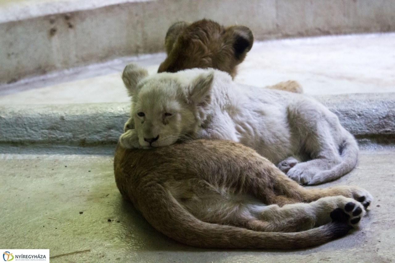 Társat kapott a Nyíregyházi Állatpark kis fehér oroszlánja
