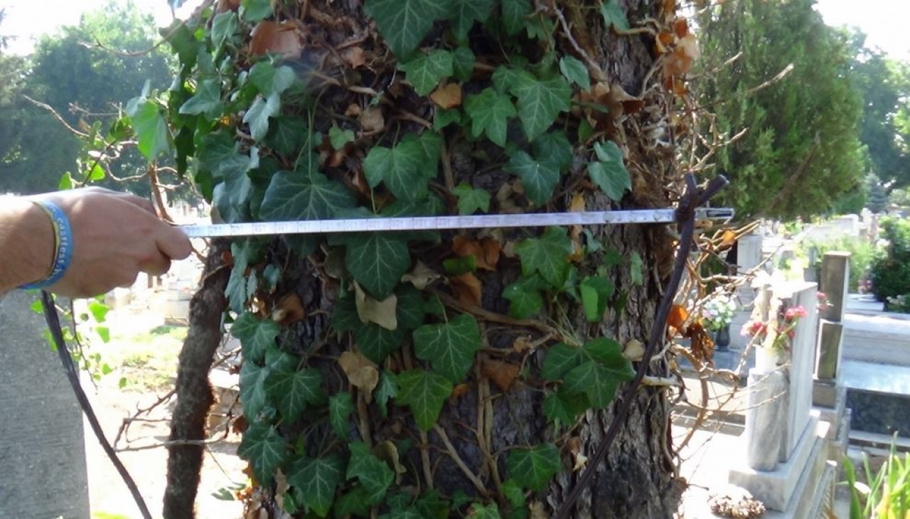 Nyolcmillió négyzetméternyi zöld