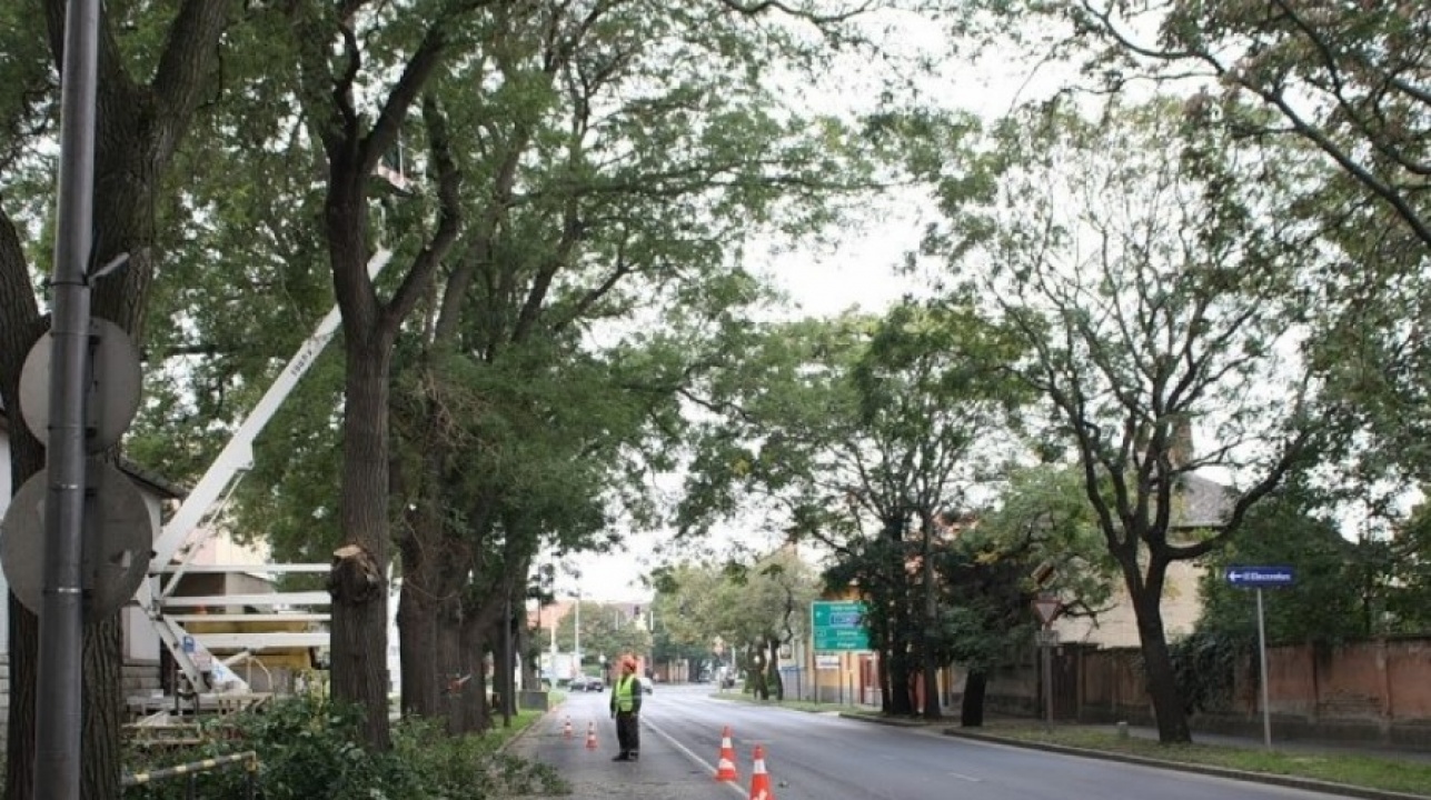 Fakivágás csak engedéllyel