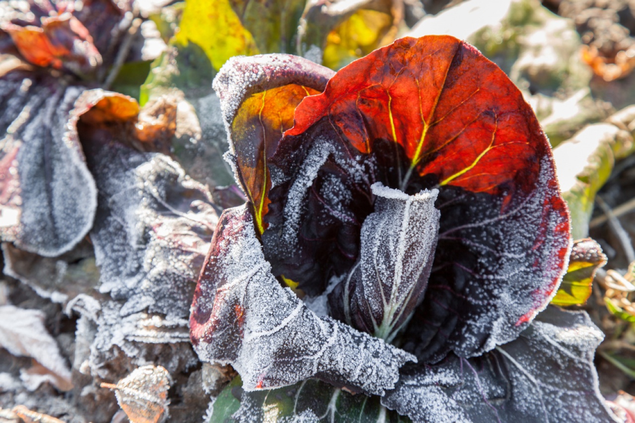 Hidegebb idő, futó hózáporral