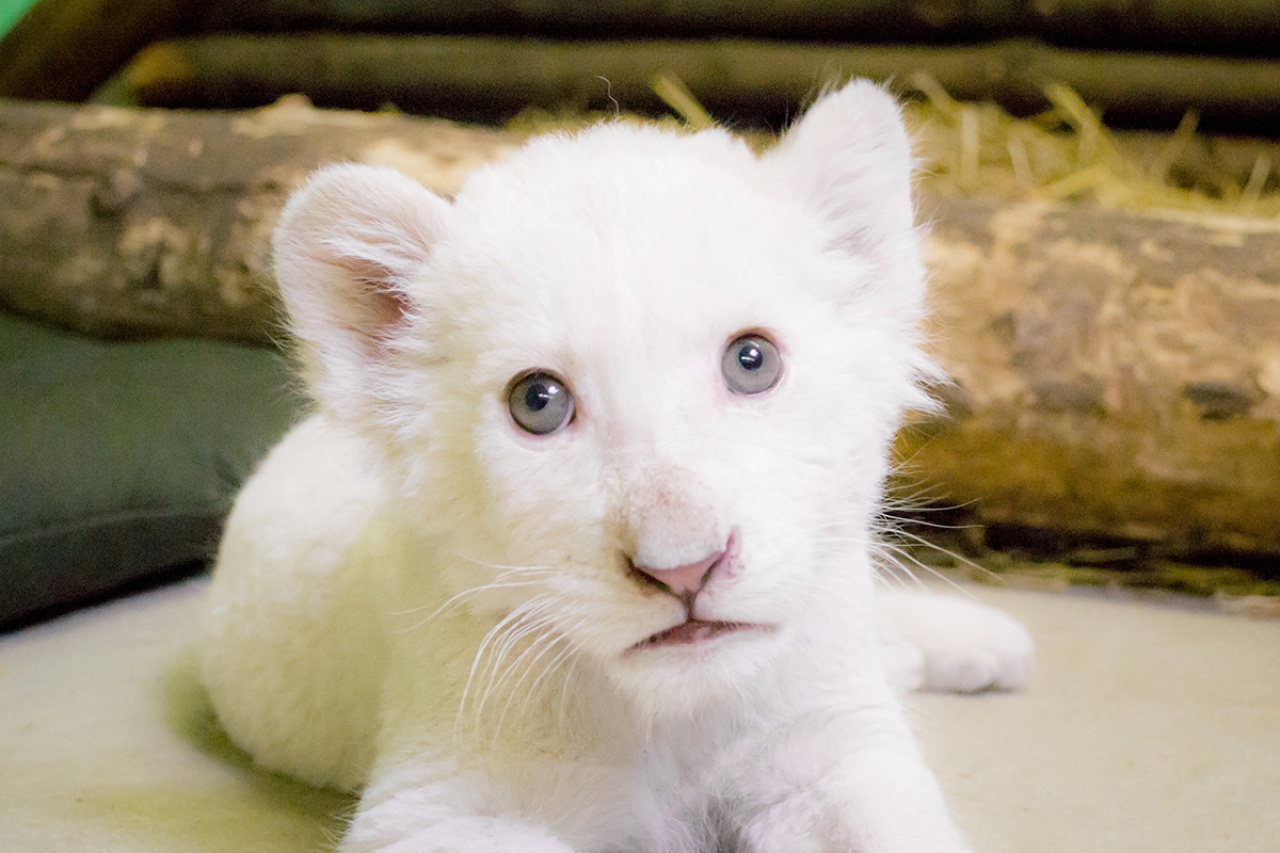 Még szavazhatsz, mi legyen a nyíregyházi  kis fehér oroszlán neve!
