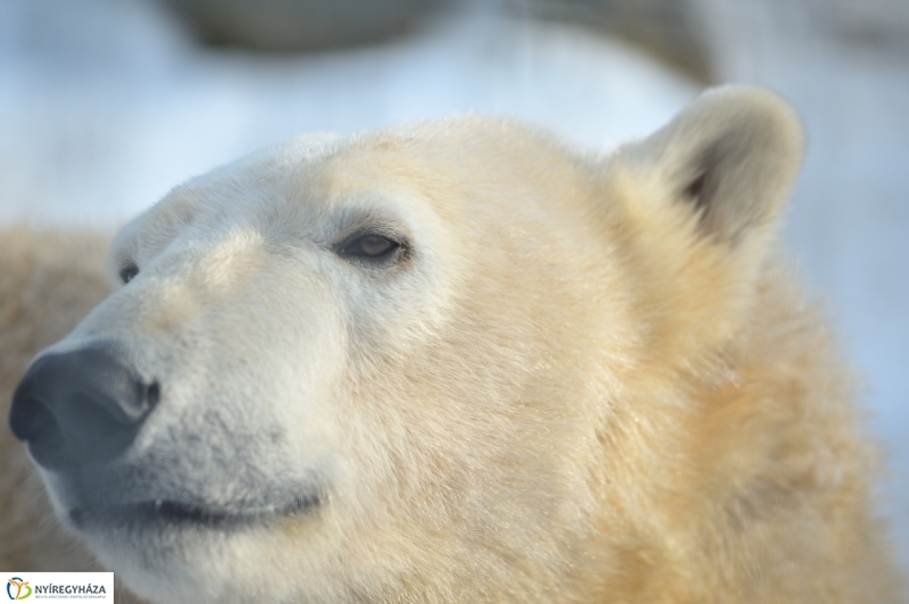 Szerelmesek lettek a nyíregyházi jegesmedvék