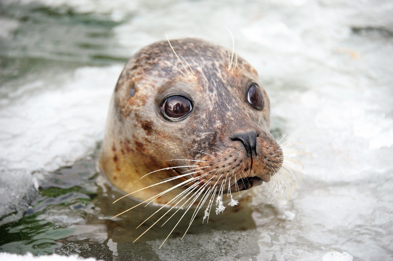 Zajló jégtáblák közt a fóka család
