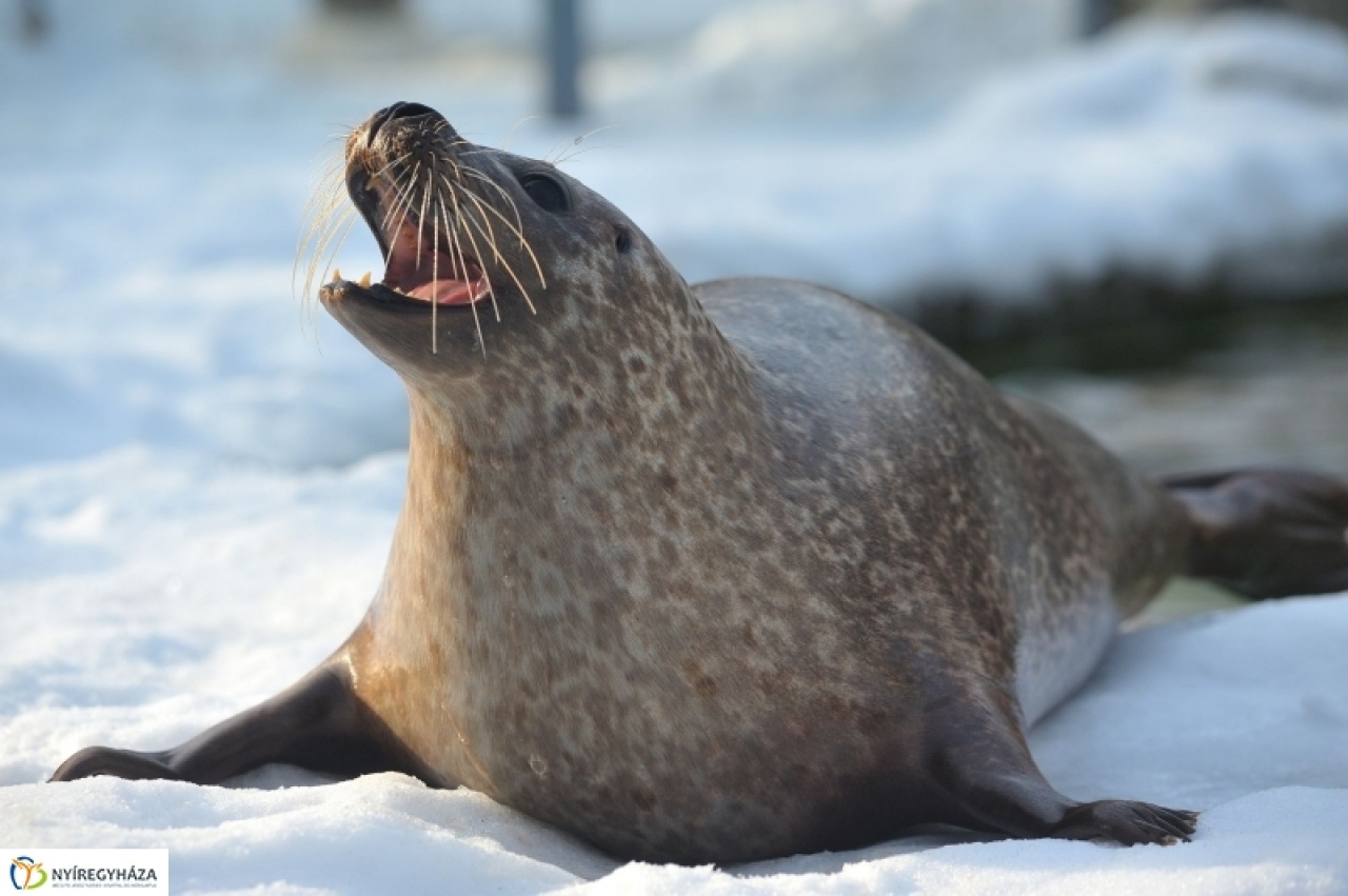 Jól érzik magukat a fókák