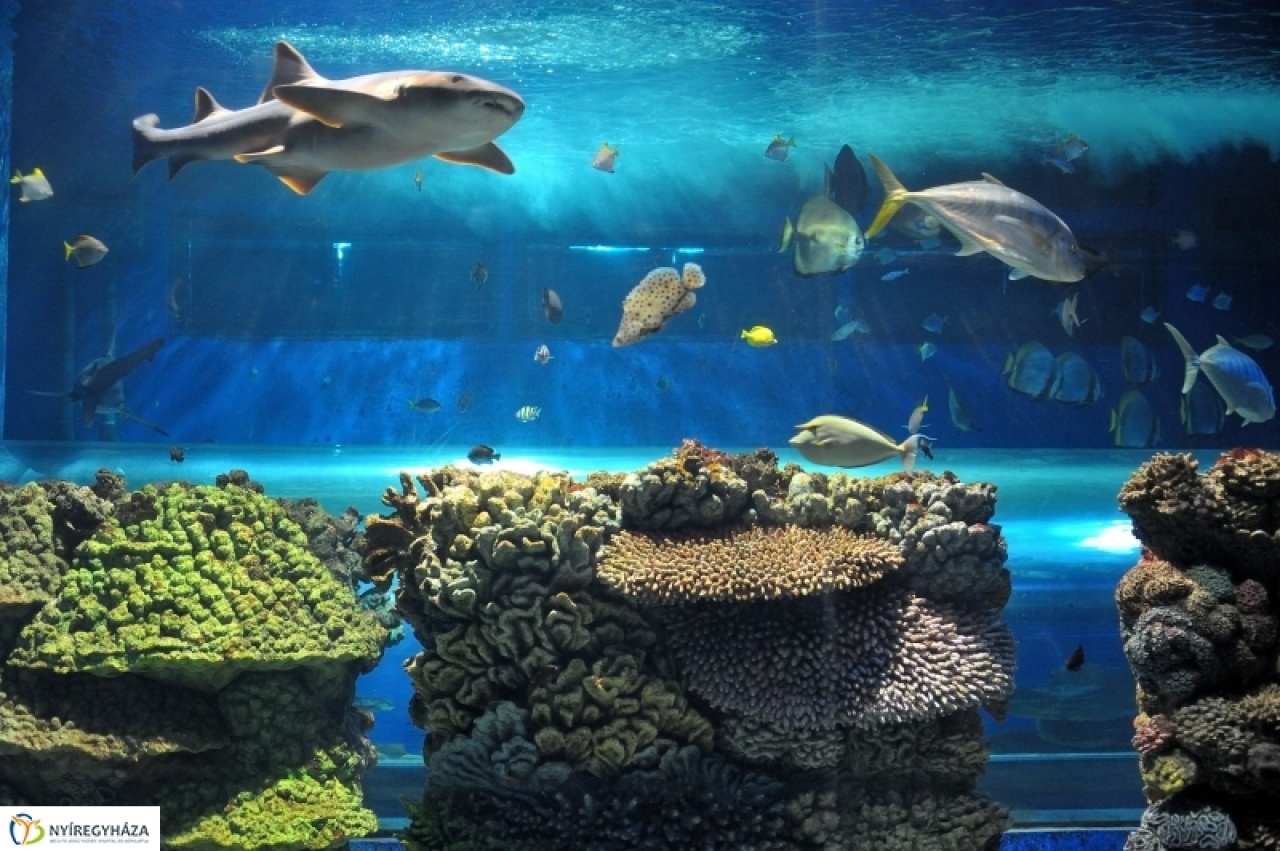 Sikeres volt a jubileumi év