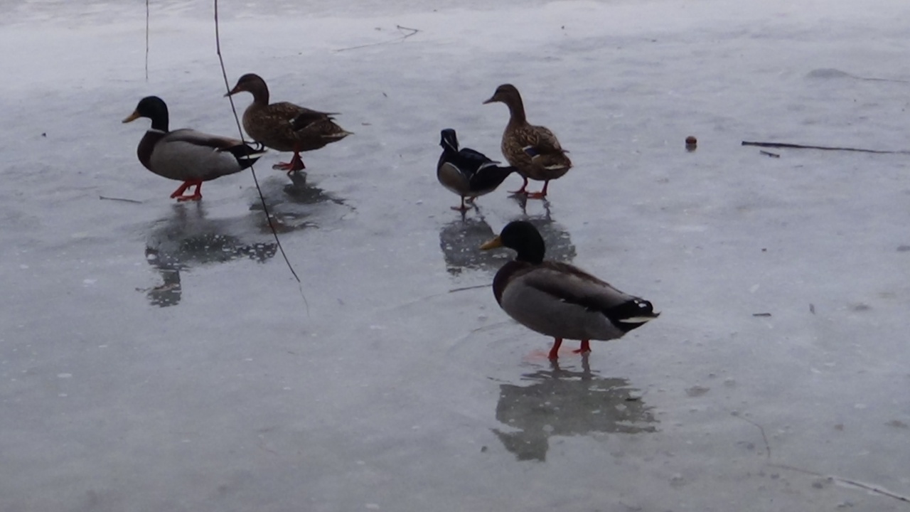 Veszélyekkel is jár a hóolvadás