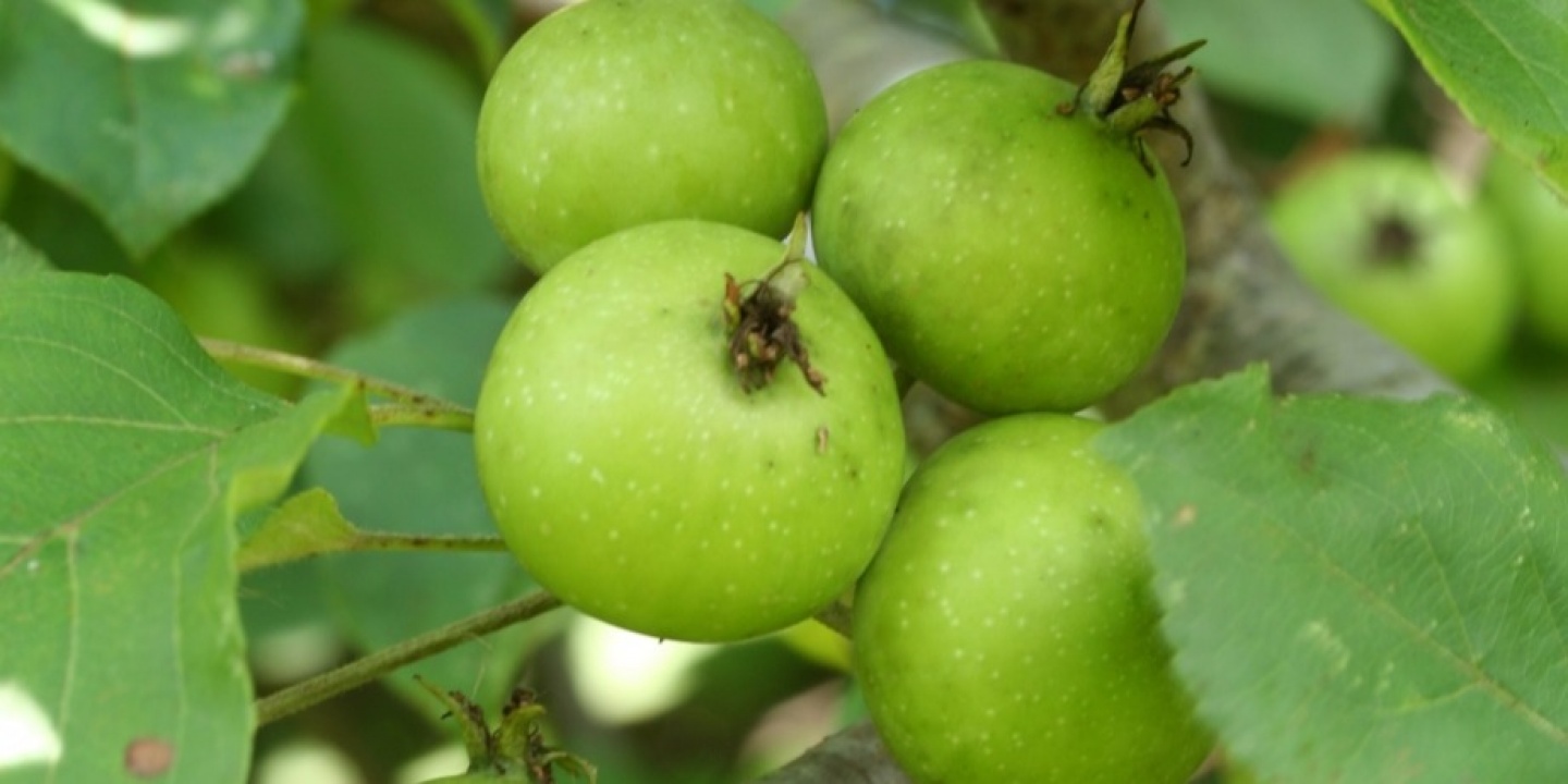 Miért vad a vadalma?