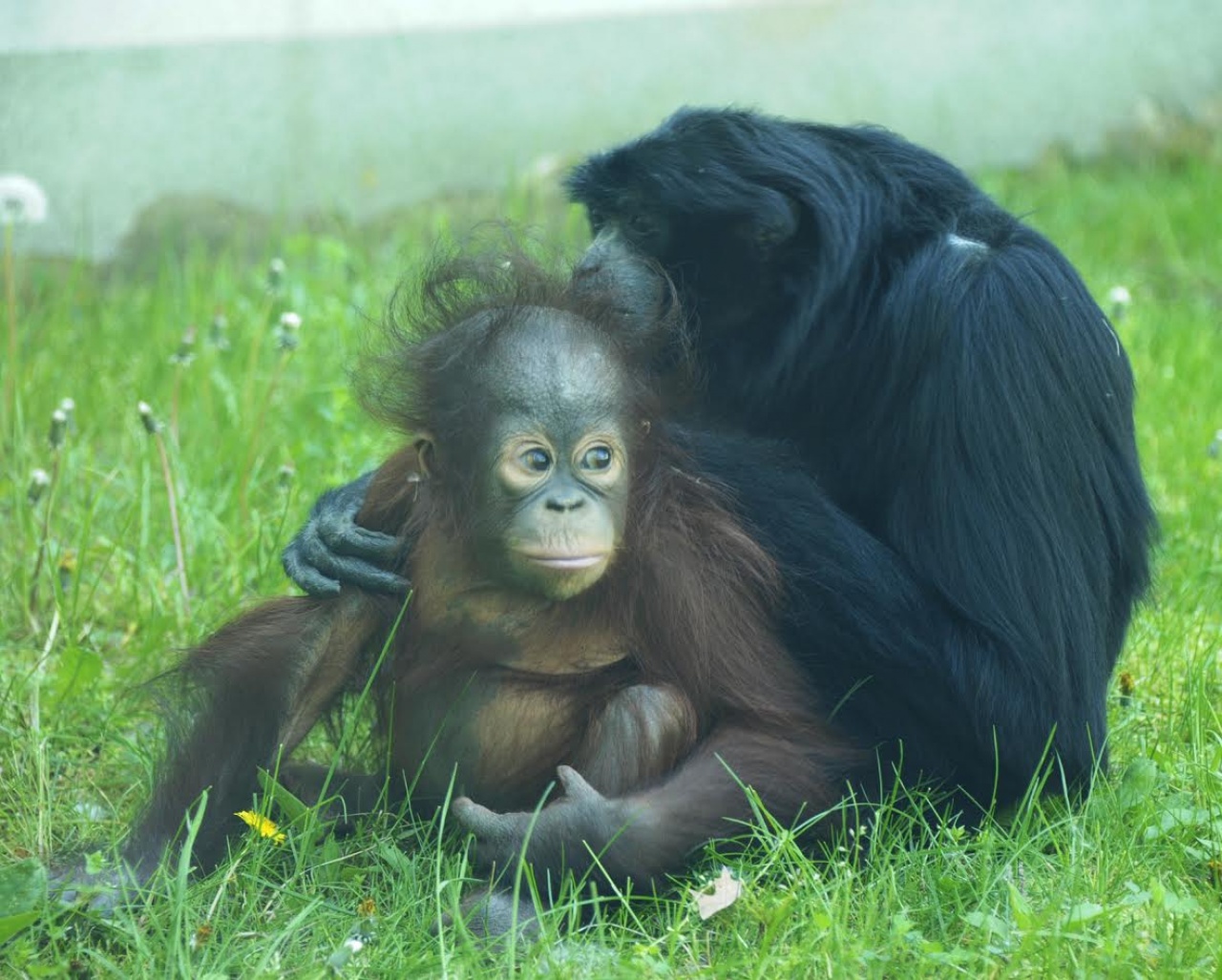 Rekorder volt a sziamang