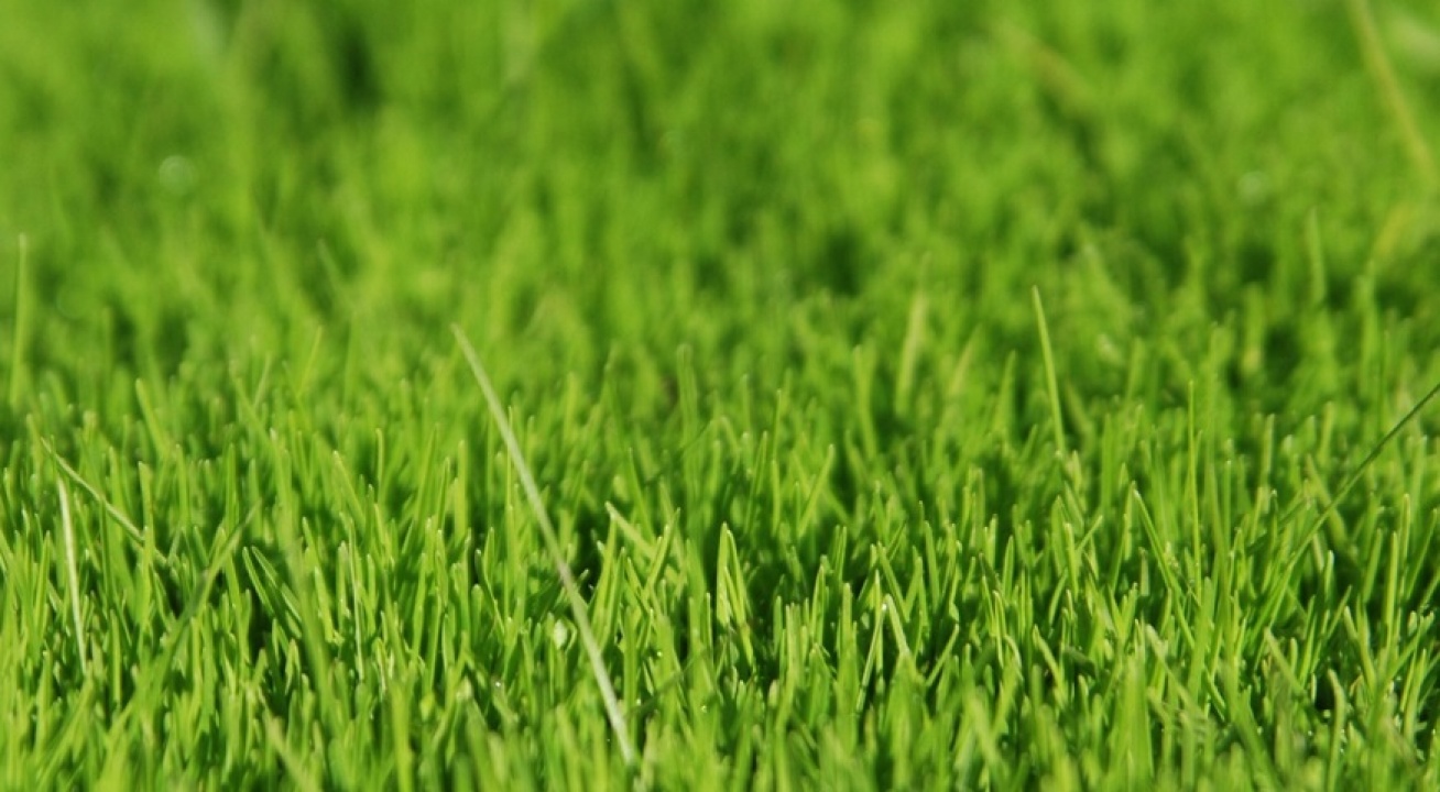 A szomszéd fűje mindig zöldebb! - füvesítési akció