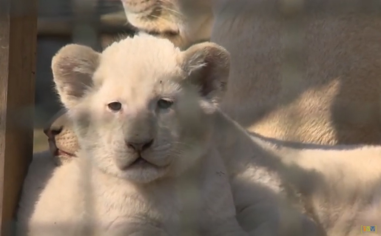 Állatpark: nem érdemes húsvétig várni!