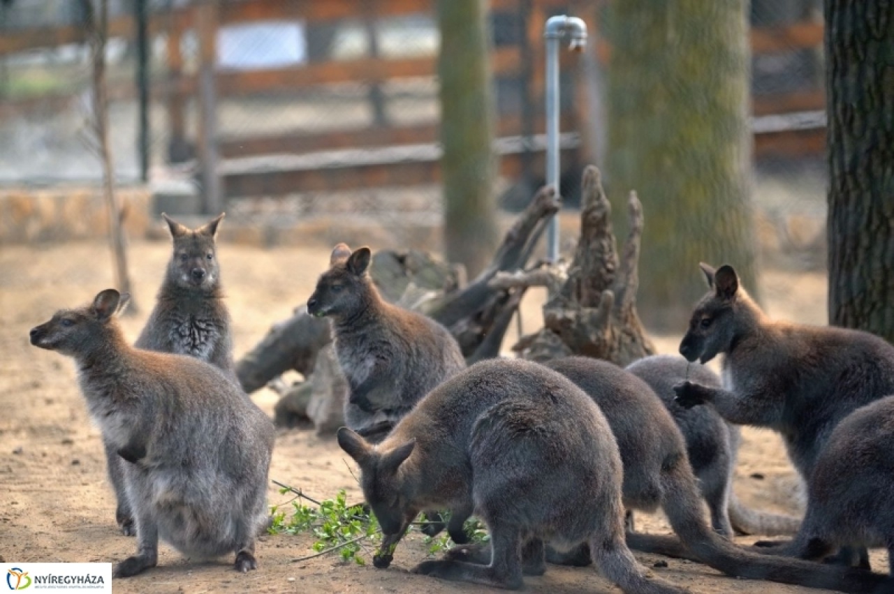 Gyarapodott a Benett-kenguru család